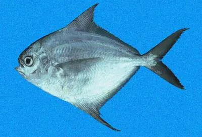 Pacific harvestfish (Peprilus medius)