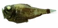 Pacific hatchet fish (Argyropelecus affinis)