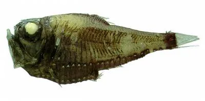 Pacific hatchet fish (Argyropelecus affinis)