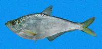Pacific ilisha (Ilisha fuerthii)