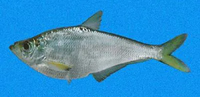 Pacific ilisha (Ilisha fuerthii)