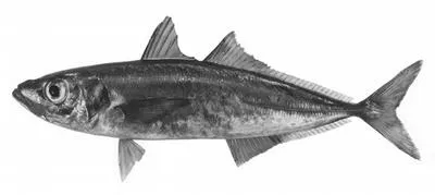 Pacific jack mackerel (Trachurus symmetricus)