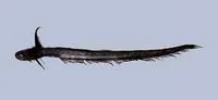 Pacific jellynose fish (Ateleopus japonicus)