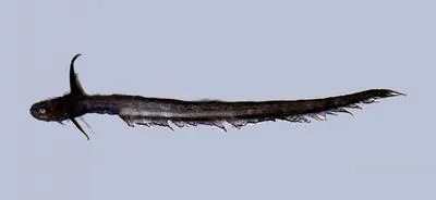 Pacific jellynose fish (Ateleopus japonicus)