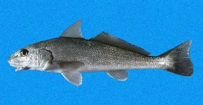 Pacific kingcroaker (Menticirrhus elongatus)