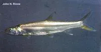Pacific ladyfish (Elops affinis)