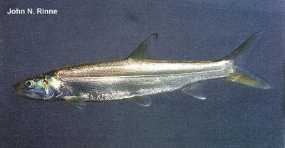 Pacific ladyfish (Elops affinis)