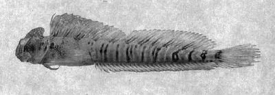 Pacific leaping blenny (Alticus arnoldorum)