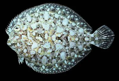 Pacific leopard flounder (Bothus leopardinus)