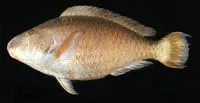 Pacific longnose parrotfish (Hipposcarus longiceps)