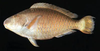 Pacific longnose parrotfish (Hipposcarus longiceps)