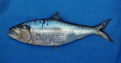 Pacific menhaden (Ethmidium maculatum)