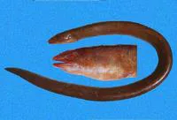Pacific mud eel (Pythonichthys asodes)