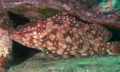 Pacific mutton hamlet (Alphestes immaculatus)