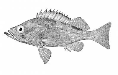Pacific ocean perch (Sebastes alutus)