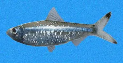 Pacific piquitinga (Lile stolifera)