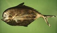 Pacific pomfret (Brama japonica)