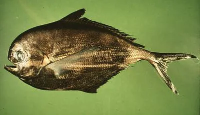 Pacific pomfret (Brama japonica)