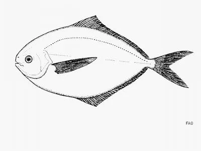 Pacific pompano (Peprilus simillimus)