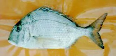 Pacific porgy (Calamus brachysomus)