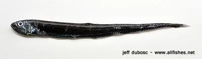 Pacific portholefish (Diplophos taenia)