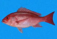 Pacific red snapper (Lutjanus peru)