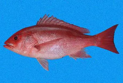 Pacific red snapper (Lutjanus peru)
