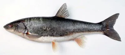 Pacific redfin (Tribolodon brandtii)