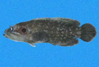 Pacific reef bass (Pseudogramma thaumasia)