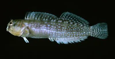 Pacific rockskipper (Entomacrodus cymatobiotus)