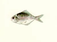 Pacific rudderfish (Psenopsis anomala)