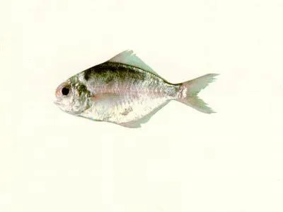 Pacific rudderfish (Psenopsis anomala)