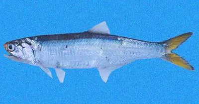 Pacific sabretooth anchovy (Lycengraulis poeyi)