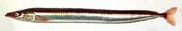 Pacific sand lance (Ammodytes hexapterus)