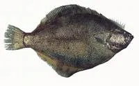 Pacific sand sole (Psettichthys melanostictus)