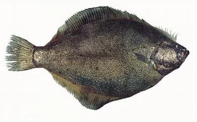 Pacific sand sole (Psettichthys melanostictus)