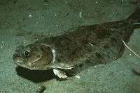 Pacific sanddab (Citharichthys sordidus)