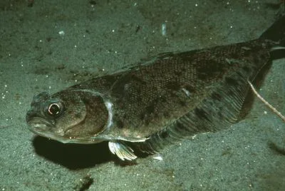 Pacific sanddab (Citharichthys sordidus)