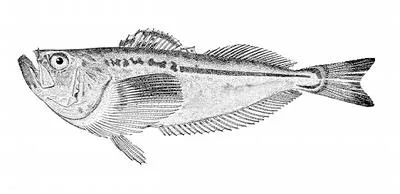 Pacific sandfish (Trichodon trichodon)