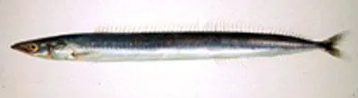 Pacific sandlance (Ammodytes personatus)