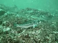 Pacific sandperch (Prolatilus jugularis)