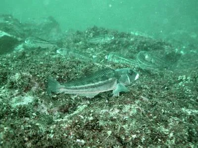 Pacific sandperch (Prolatilus jugularis)