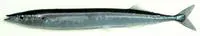 Pacific saury (Cololabis saira)
