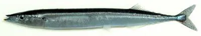 Pacific saury (Cololabis saira)