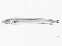 Pacific scabbardfish (Lepidopus fitchi)
