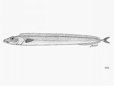 Pacific scabbardfish (Lepidopus fitchi)