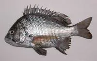 Pacific seabream (Acanthopagrus pacificus)