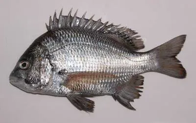 Pacific seabream (Acanthopagrus pacificus)