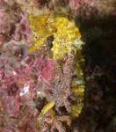 Pacific seahorse (Hippocampus ingens)