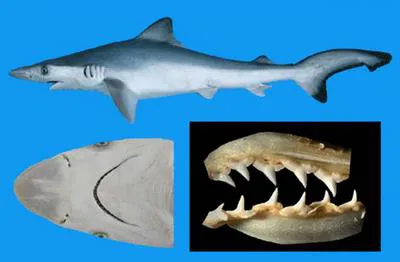 Pacific sharpnose shark (Rhizoprionodon longurio)
